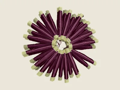 صابرة كرونة مغلوق