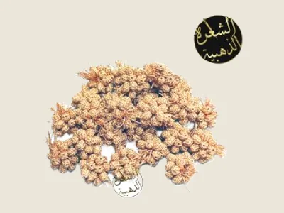 باكورة مشماشي
