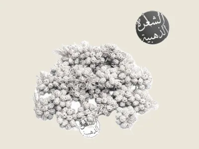 باكورة أبيض